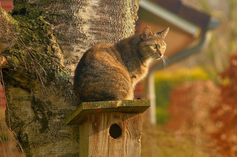 Birdhouse